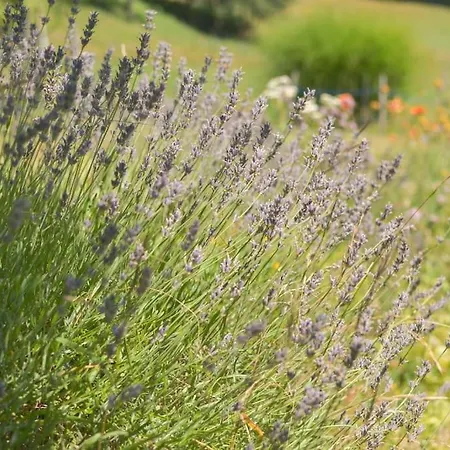 Holiday home Romantic In Real Nature Radece